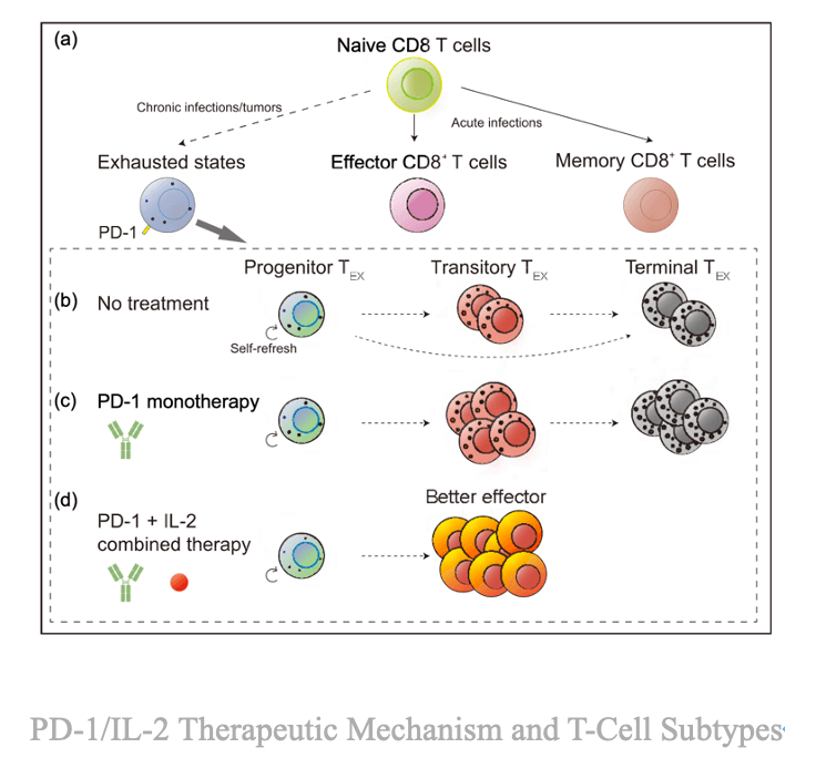 T cell, PD-1, IL-2 